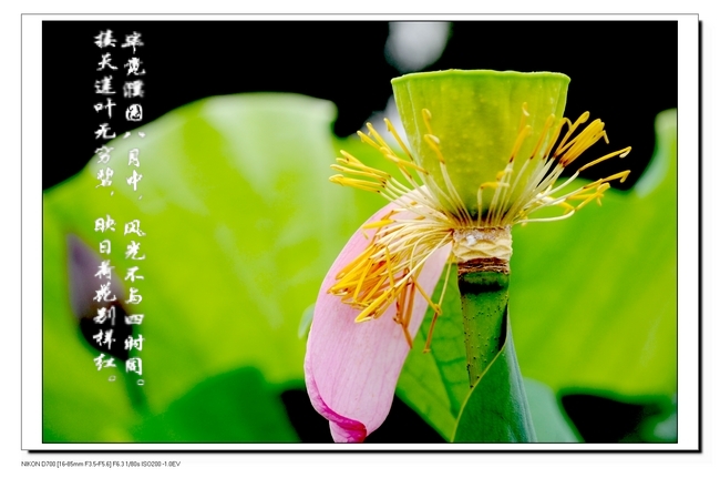 不想牡丹那么国色天香，不像玫瑰那般艳丽多姿，也不像太阳那样绽放持久，它没有仙人掌的坚强意志，没有梅花的傲雪凌霜，也没有竹子的节