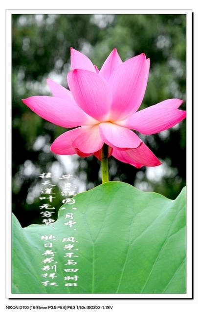 不想牡丹那么国色天香，不像玫瑰那般艳丽多姿，也不像太阳那样绽放持久，它没有仙人掌的坚强意志，没有梅花的傲雪凌霜，也没有竹子的节