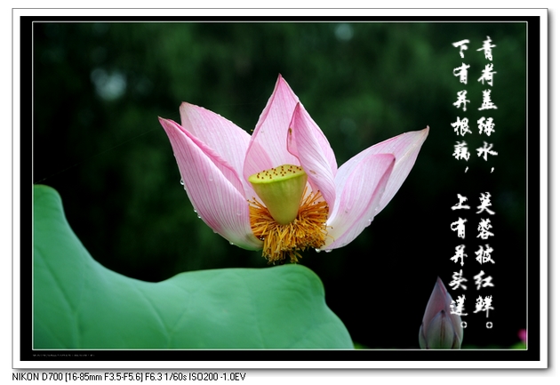 不想牡丹那么国色天香，不像玫瑰那般艳丽多姿，也不像太阳那样绽放持久，它没有仙人掌的坚强意志，没有梅花的傲雪凌霜，也没有竹子的节