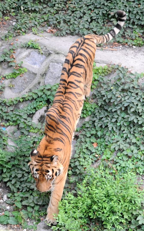 下山虎
