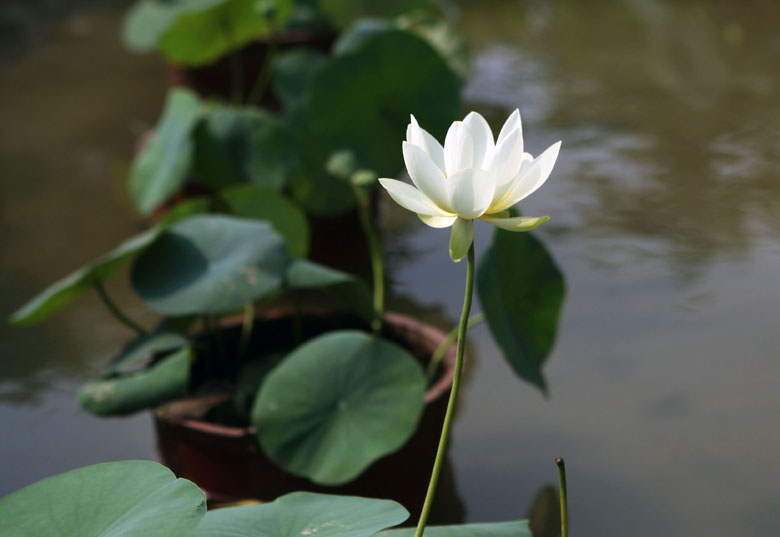 荷花一组