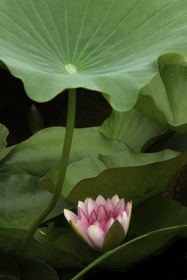 那时花开（不断添加中）