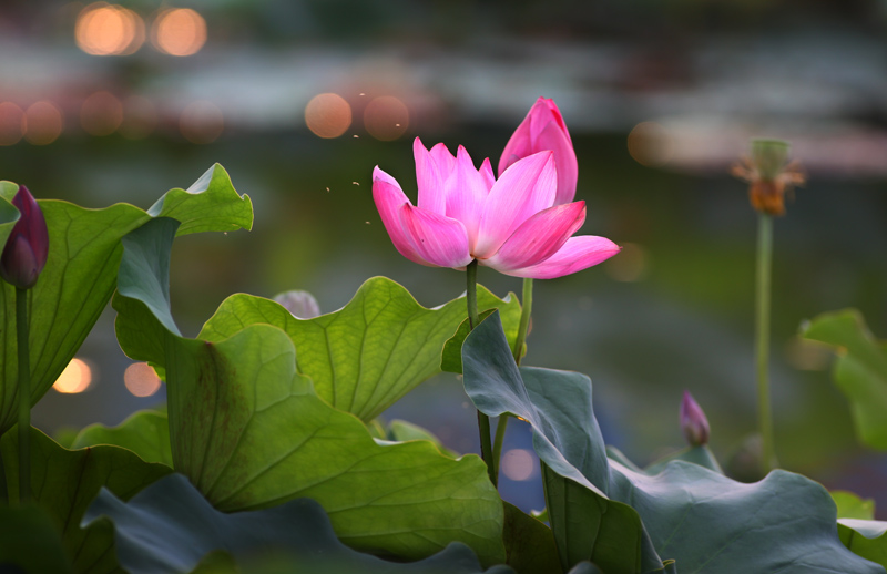 那时花开（不断添加中）