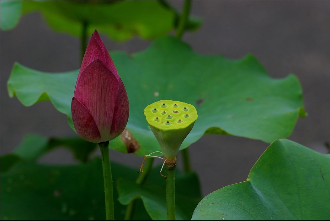 新蕾荷韵