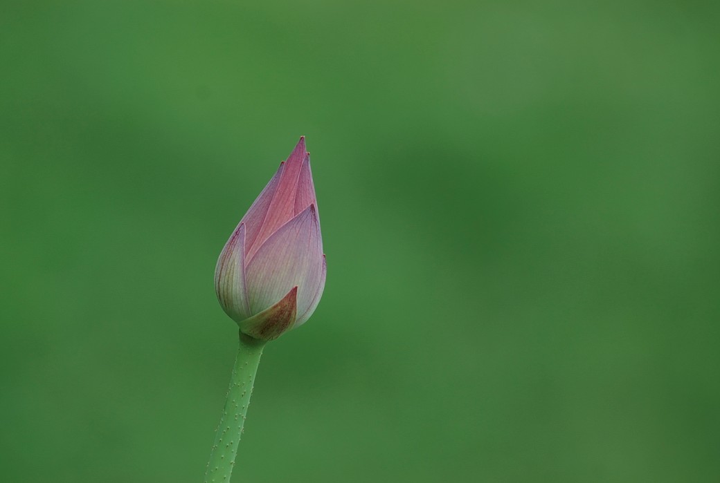 新蕾荷韵