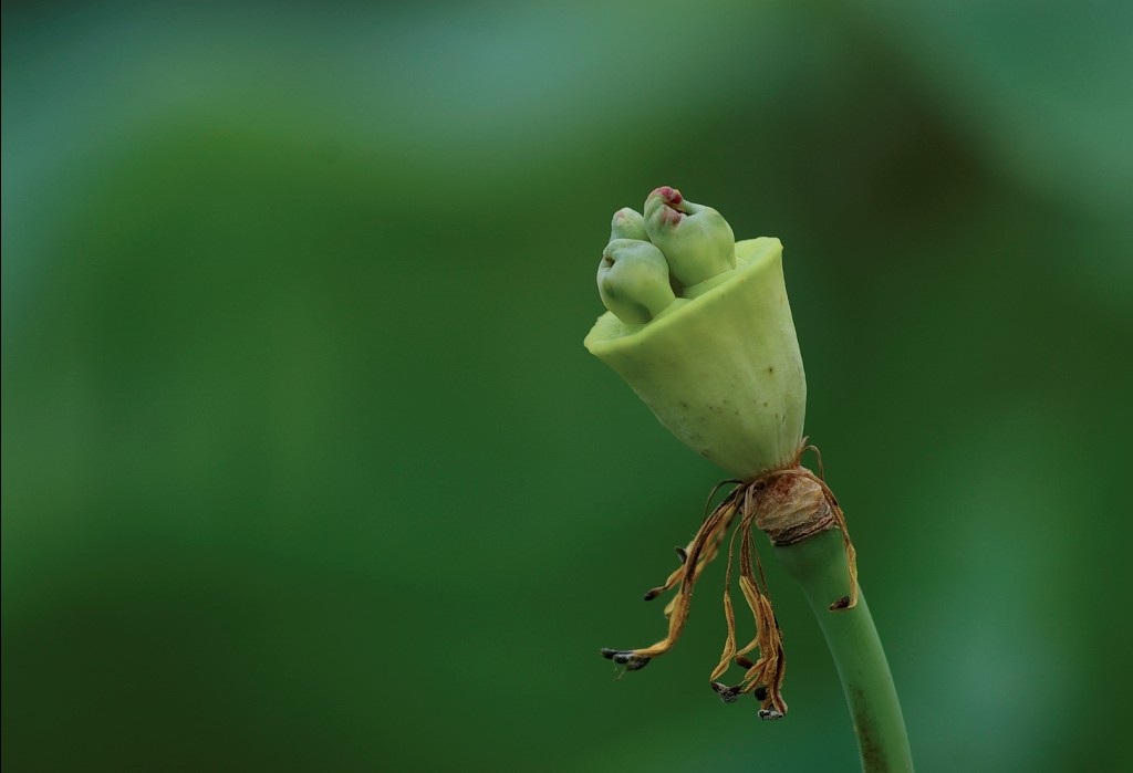 新蕾荷韵