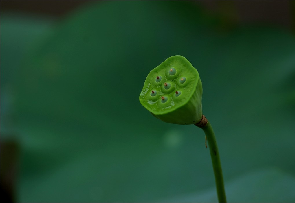 新蕾荷韵