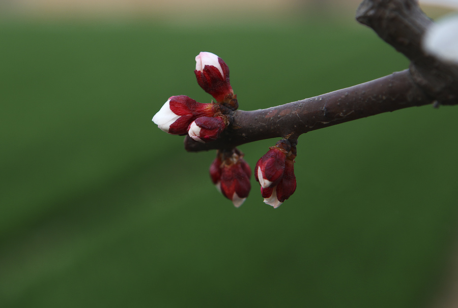 那时花开（不断添加中）