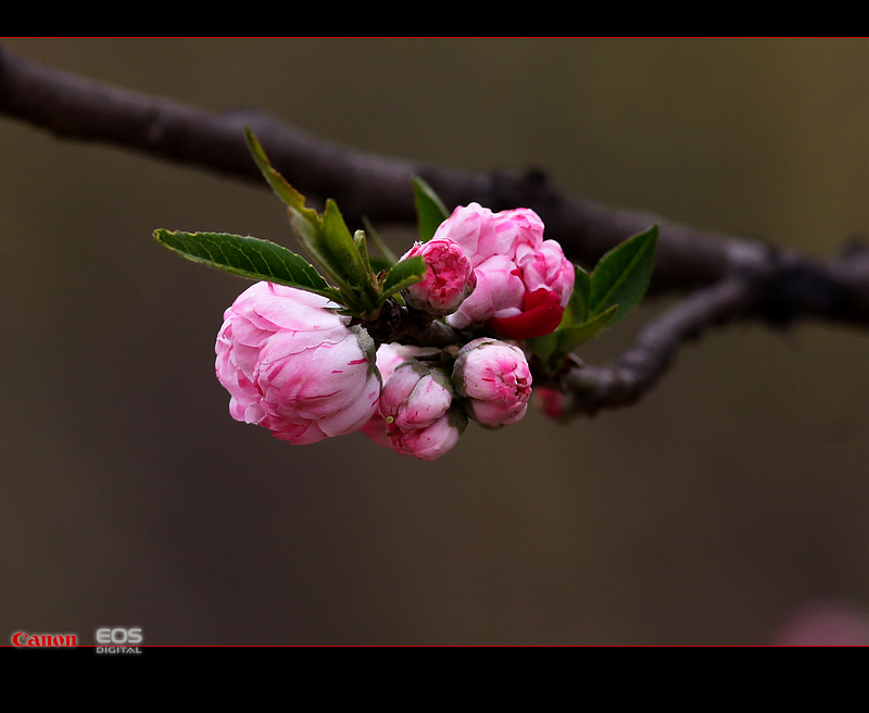 那时花开（不断添加中）