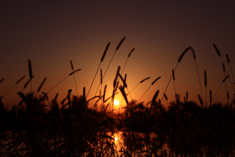 夕阳无限好