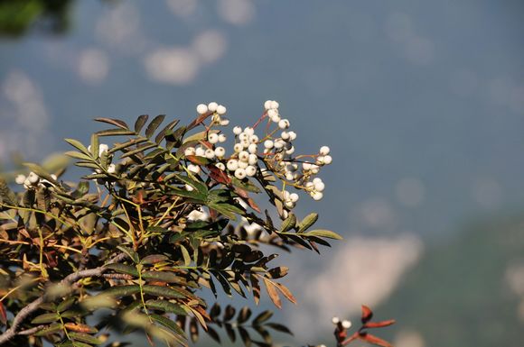 木札岭