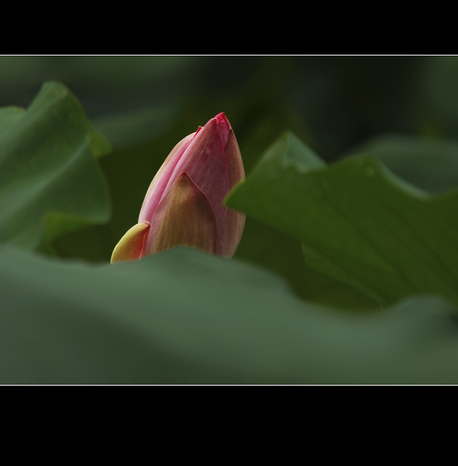 那时花开（不断添加中）