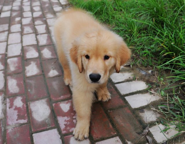 俺前天3000元买的金毛犬
