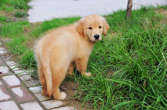 俺前天3000元买的金毛犬