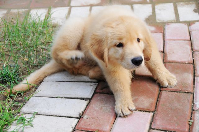 俺前天3000元买的金毛犬