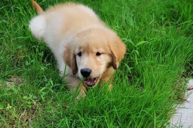 俺前天3000元买的金毛犬