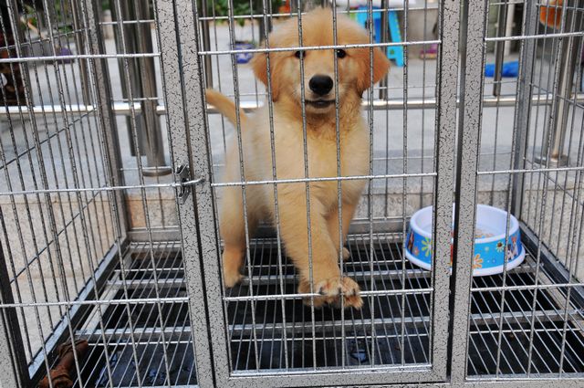 俺前天3000元买的金毛犬