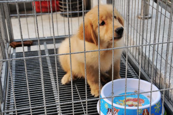 俺前天3000元买的金毛犬