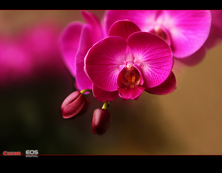 那时花开（不断添加中）