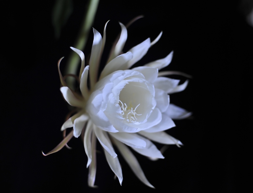 淡雅昙花