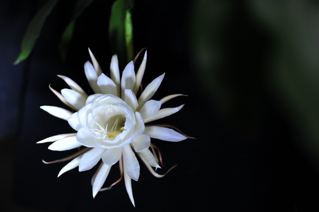 淡雅昙花
