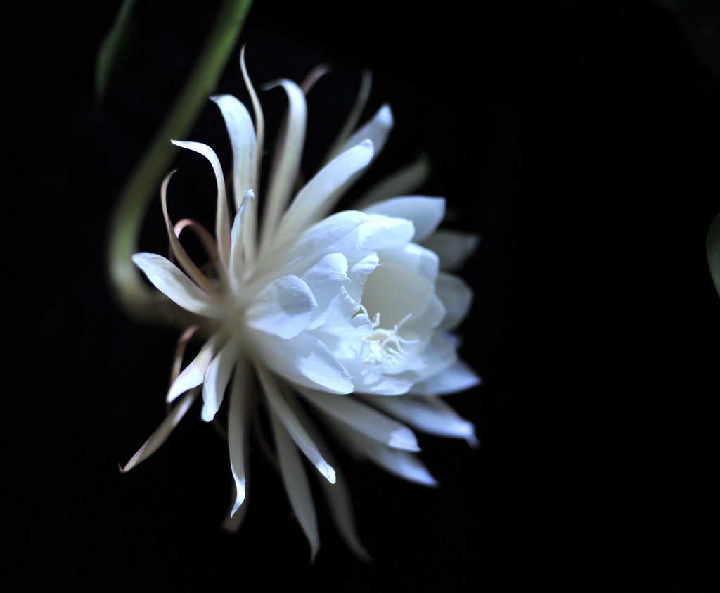 淡雅昙花
