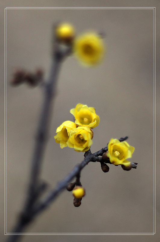 那时花开（不断添加中）
