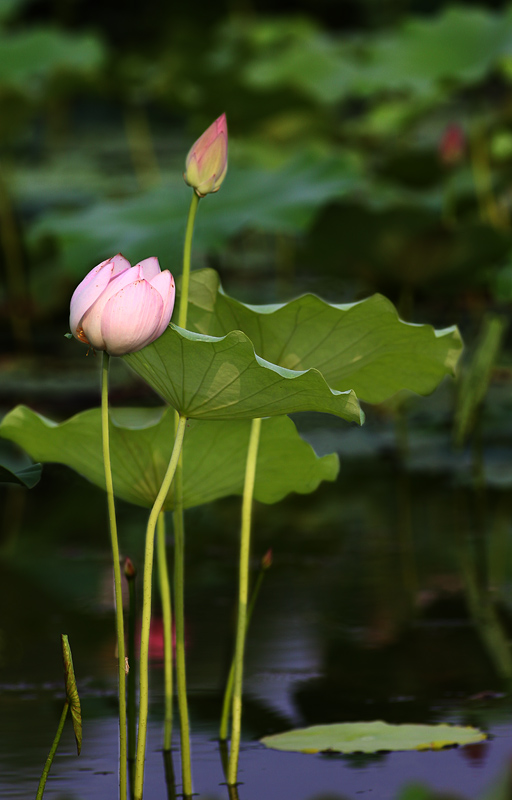 那时花开（不断添加中）