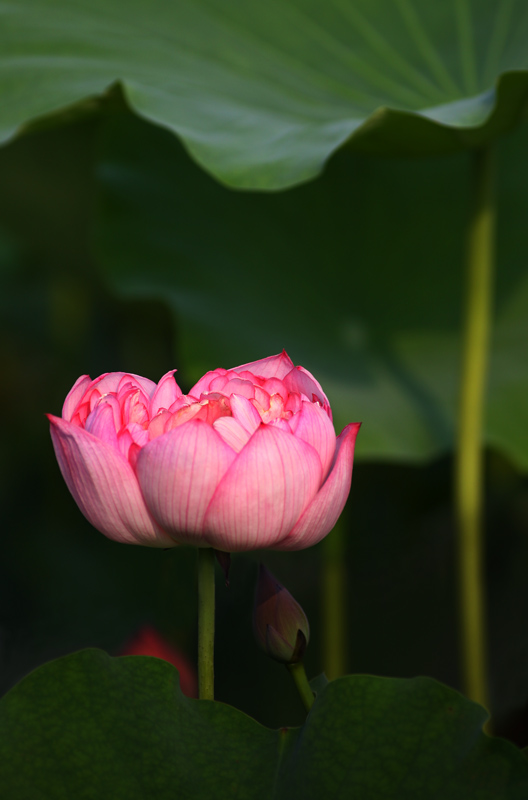 那时花开（不断添加中）
