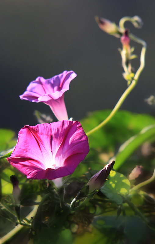 那时花开（不断添加中）