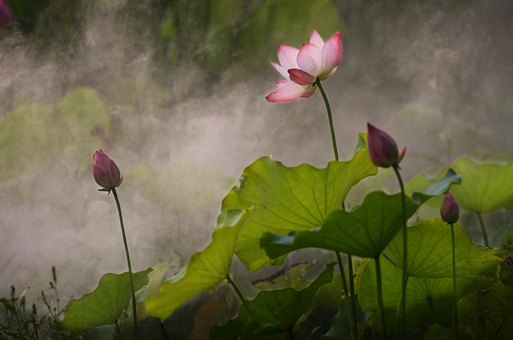 那时花开（不断添加中）
