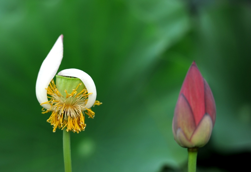 荷
