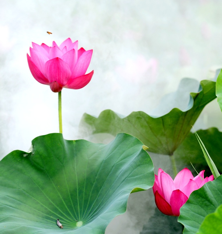 荷
