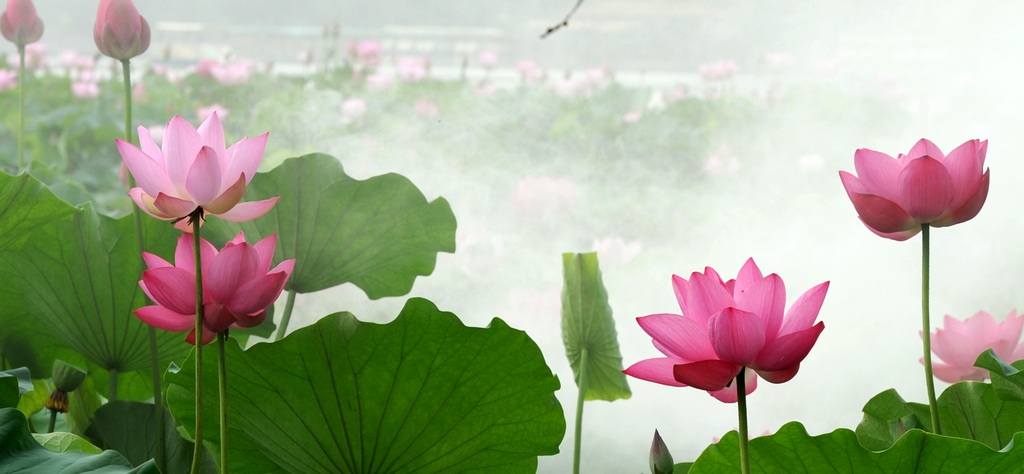 荷