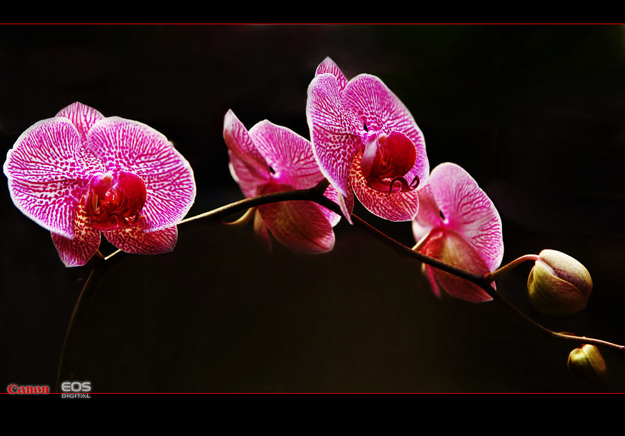 那时花开（不断添加中）