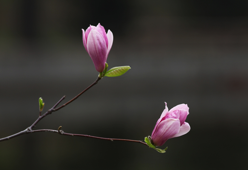 那时花开（不断添加中）