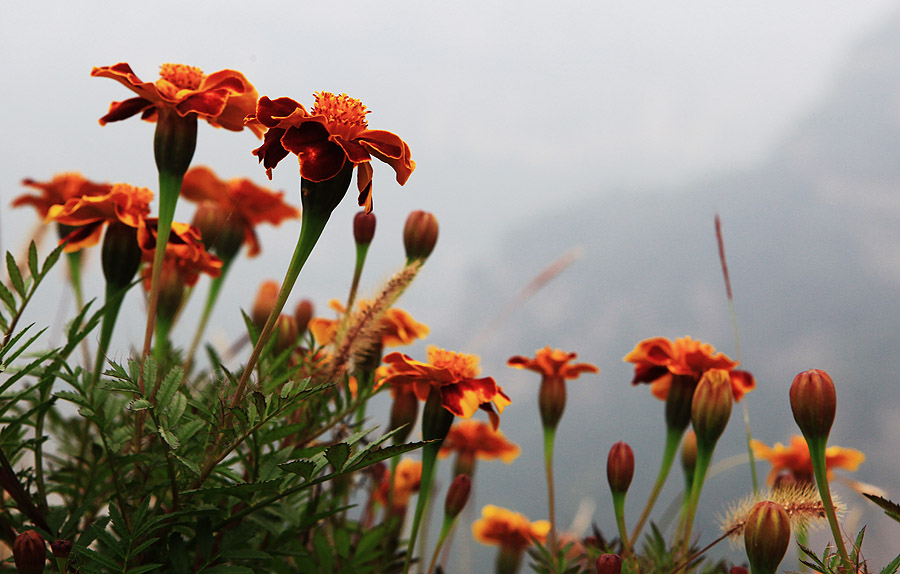 那时花开（不断添加中）