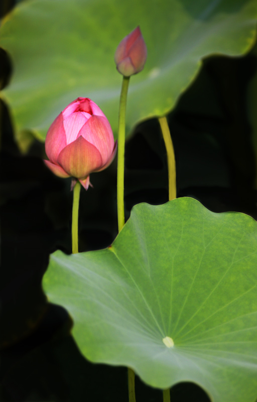 那时花开（不断添加中）