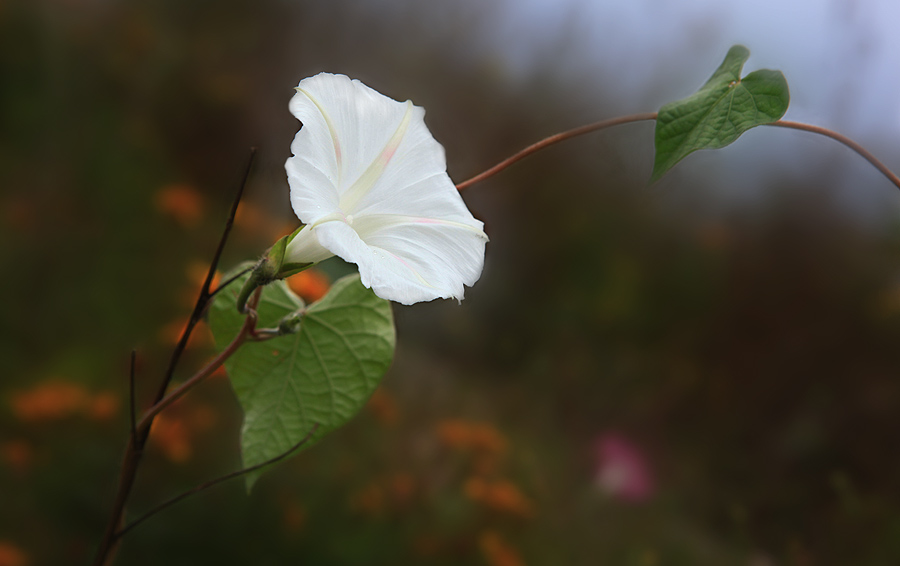 那时花开（不断添加中）