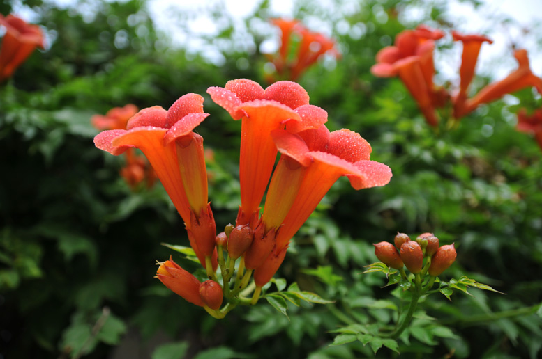 这是什么花儿？