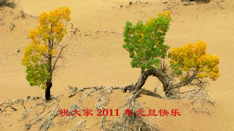 [原创]元旦快乐