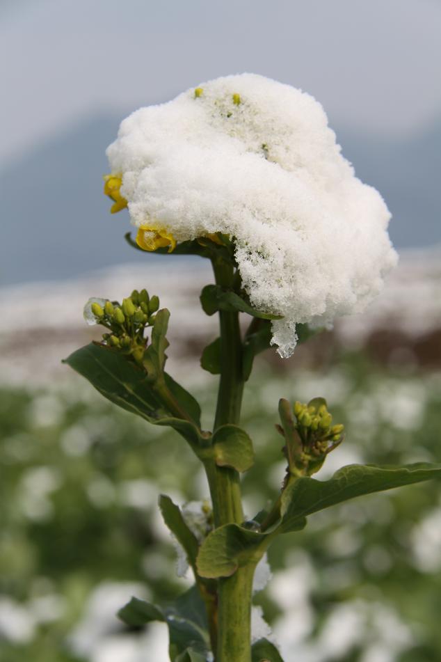Maitfqk1.jpg