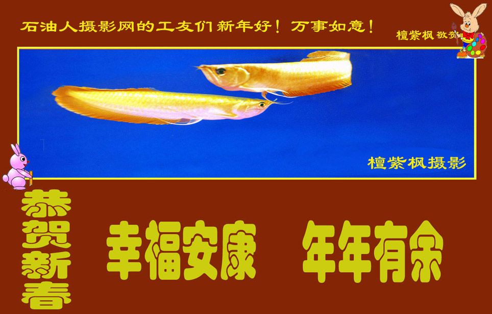 金龙鱼送给你——我给您的祝福