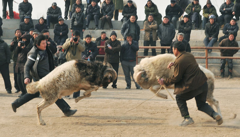 快乐斗羊