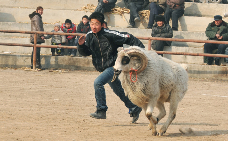 快乐斗羊