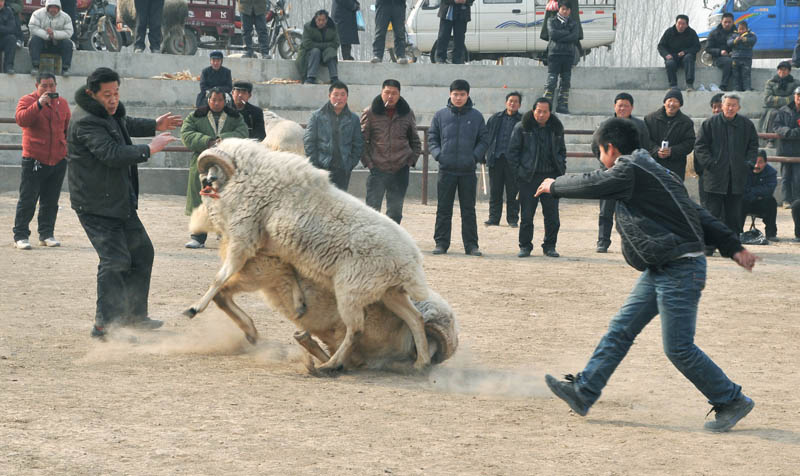 快乐斗羊