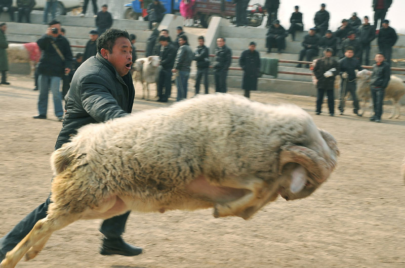 快乐斗羊