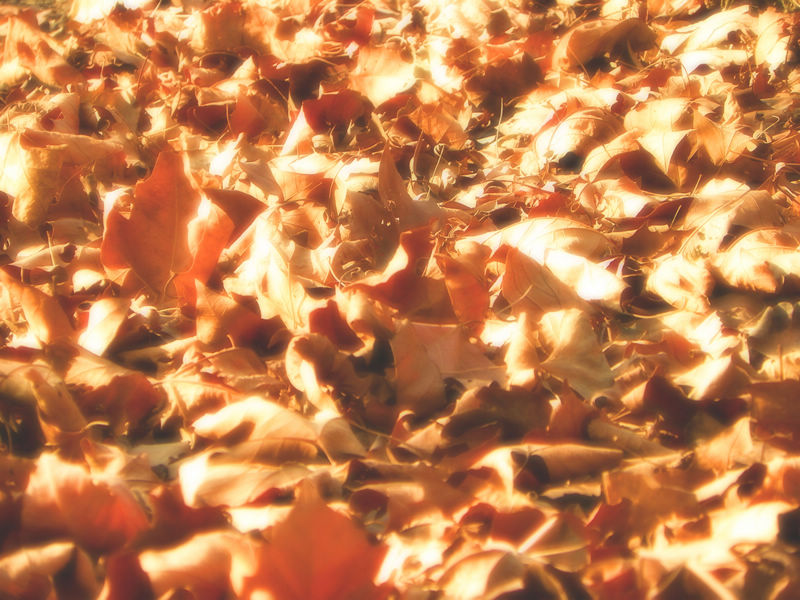 [原创]冬天的树