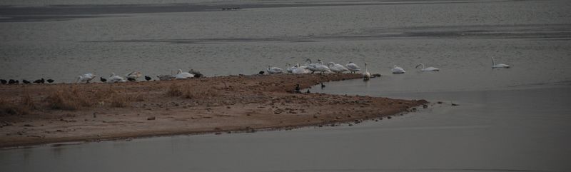 三门峡天鹅湖印象