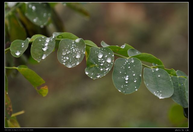 雨露